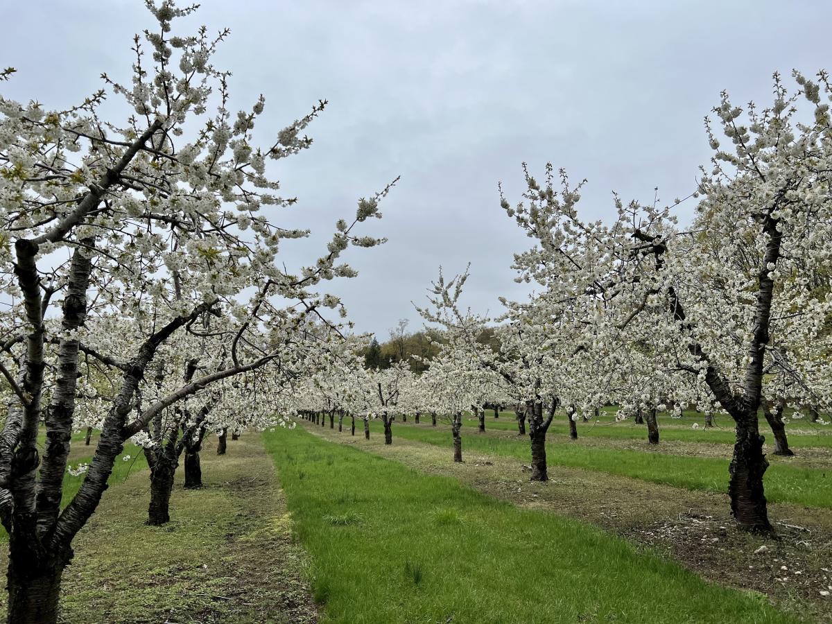 Cherry blossoms 5/8