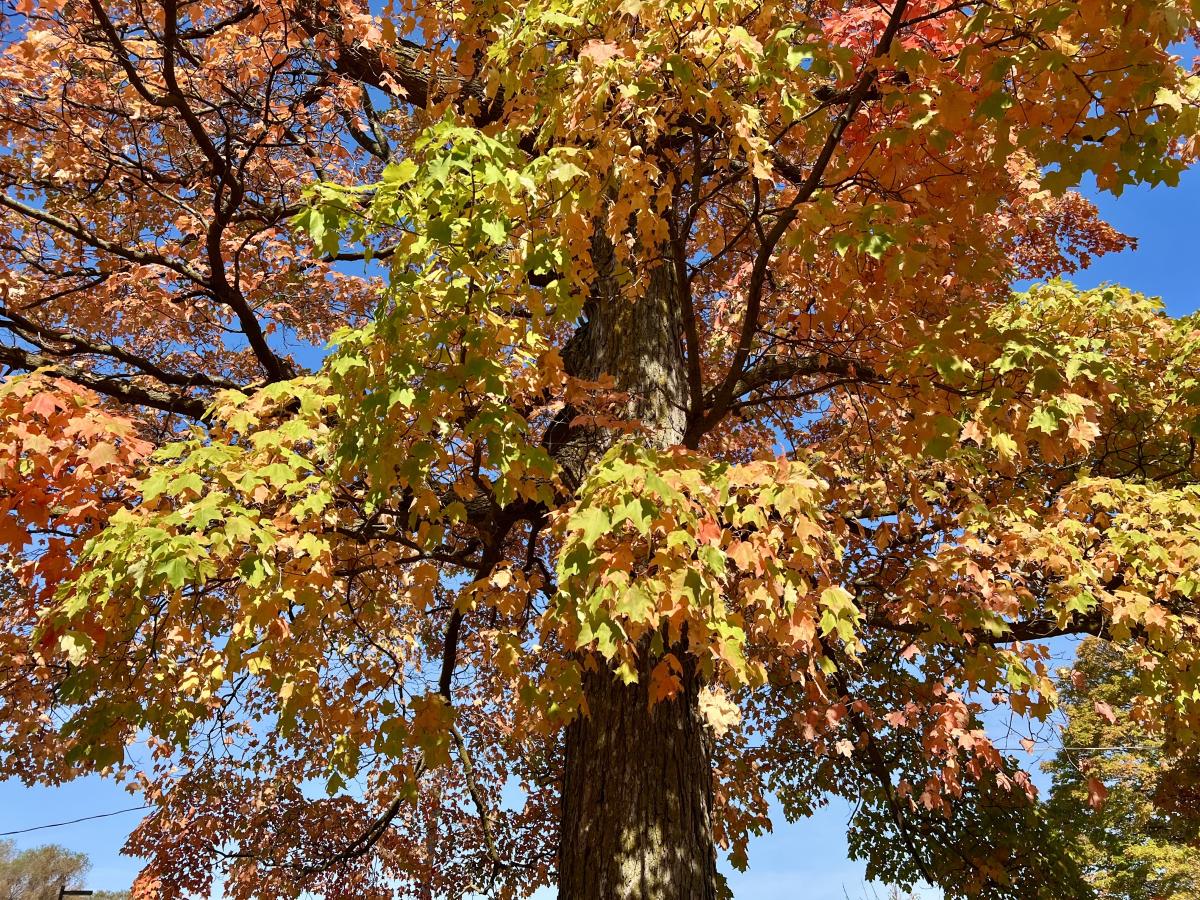 2024 fall color