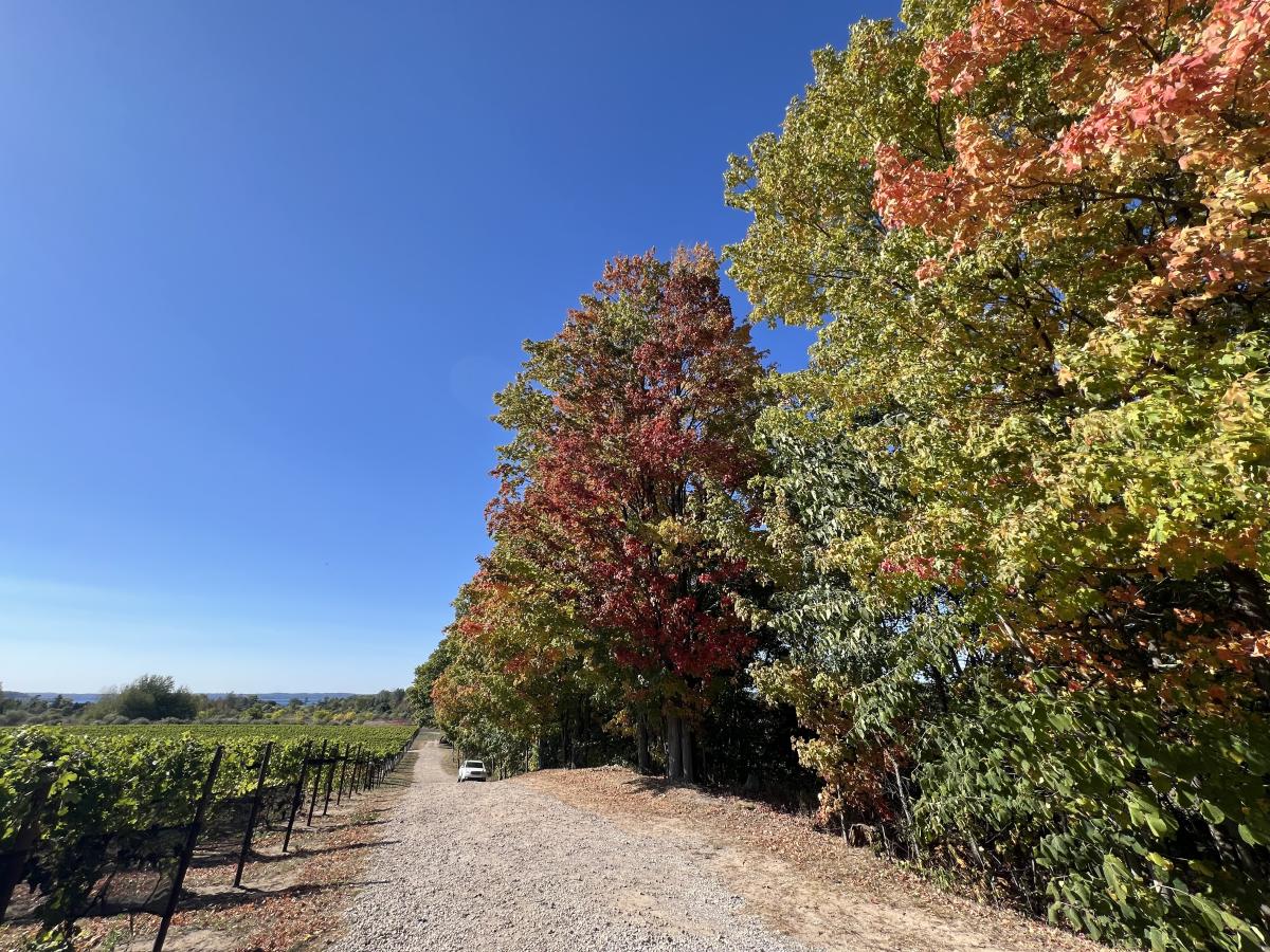2024 fall color