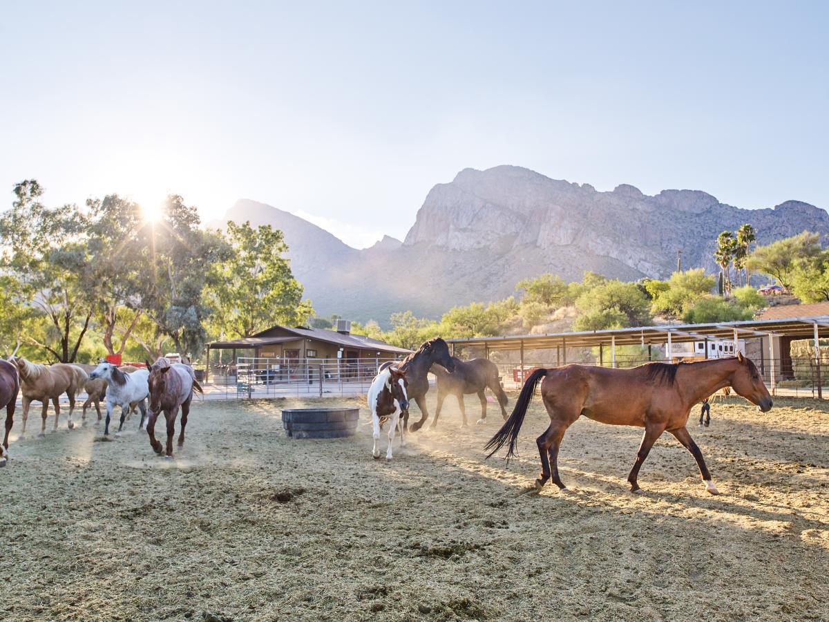 Several horses galloping in a horse stable with green trees and a mountain in the distance