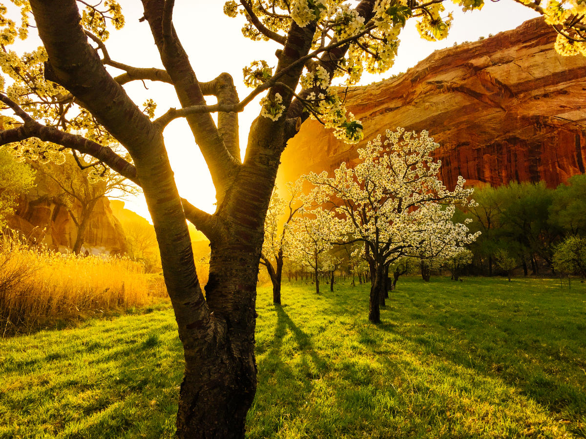 Fruit Trees against the sunlight in the Fruita District at Capitol Reef National Park in Utah