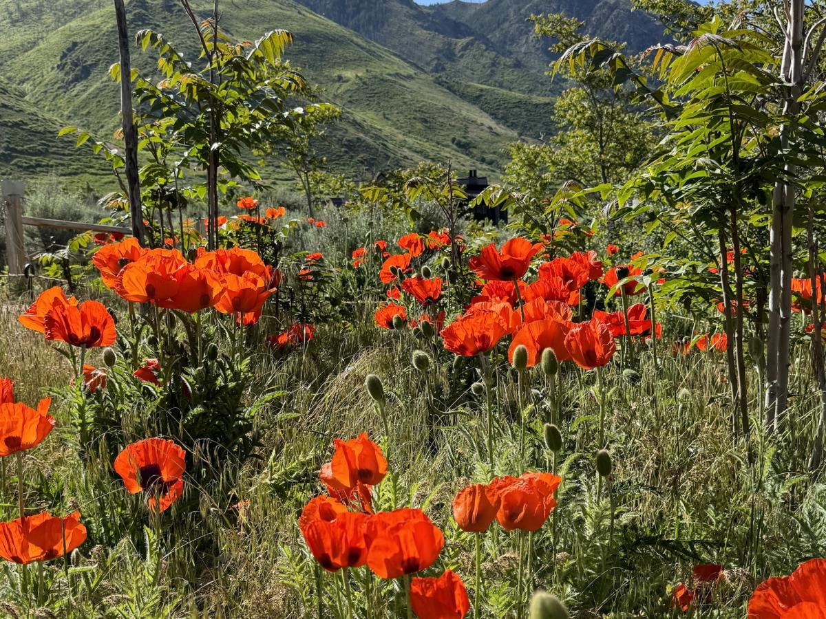 Alpine Poppies