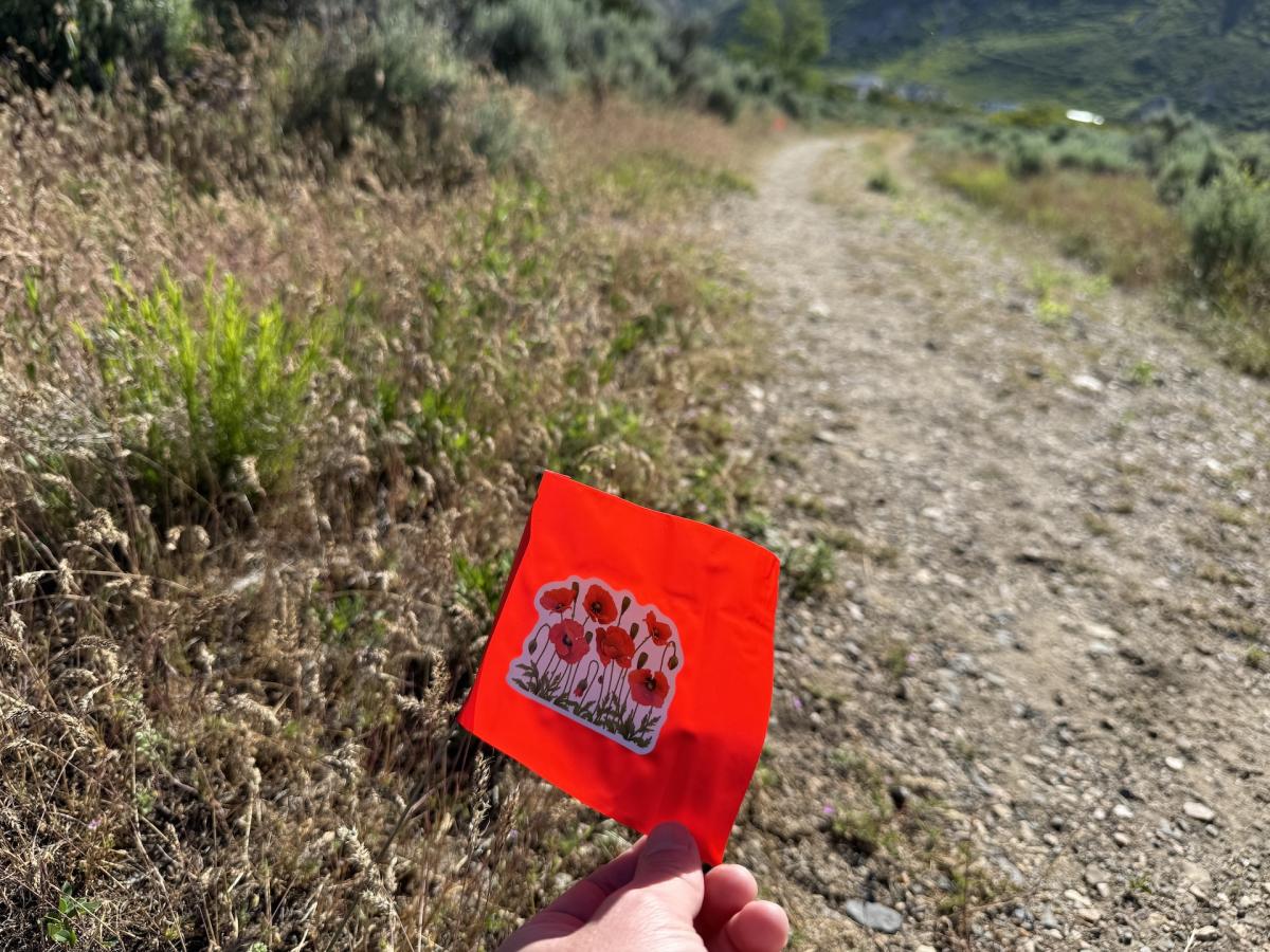 Alpine Poppies