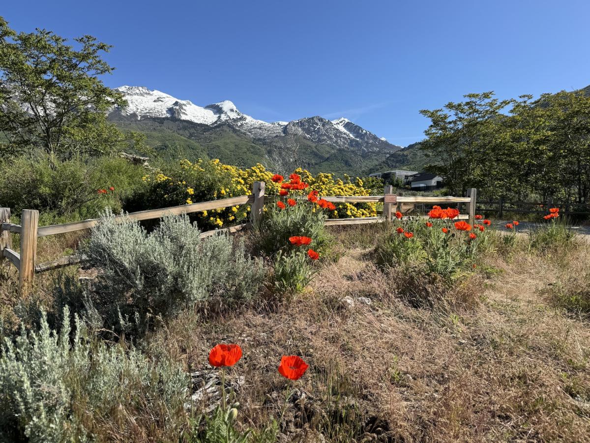 Alpine Poppies
