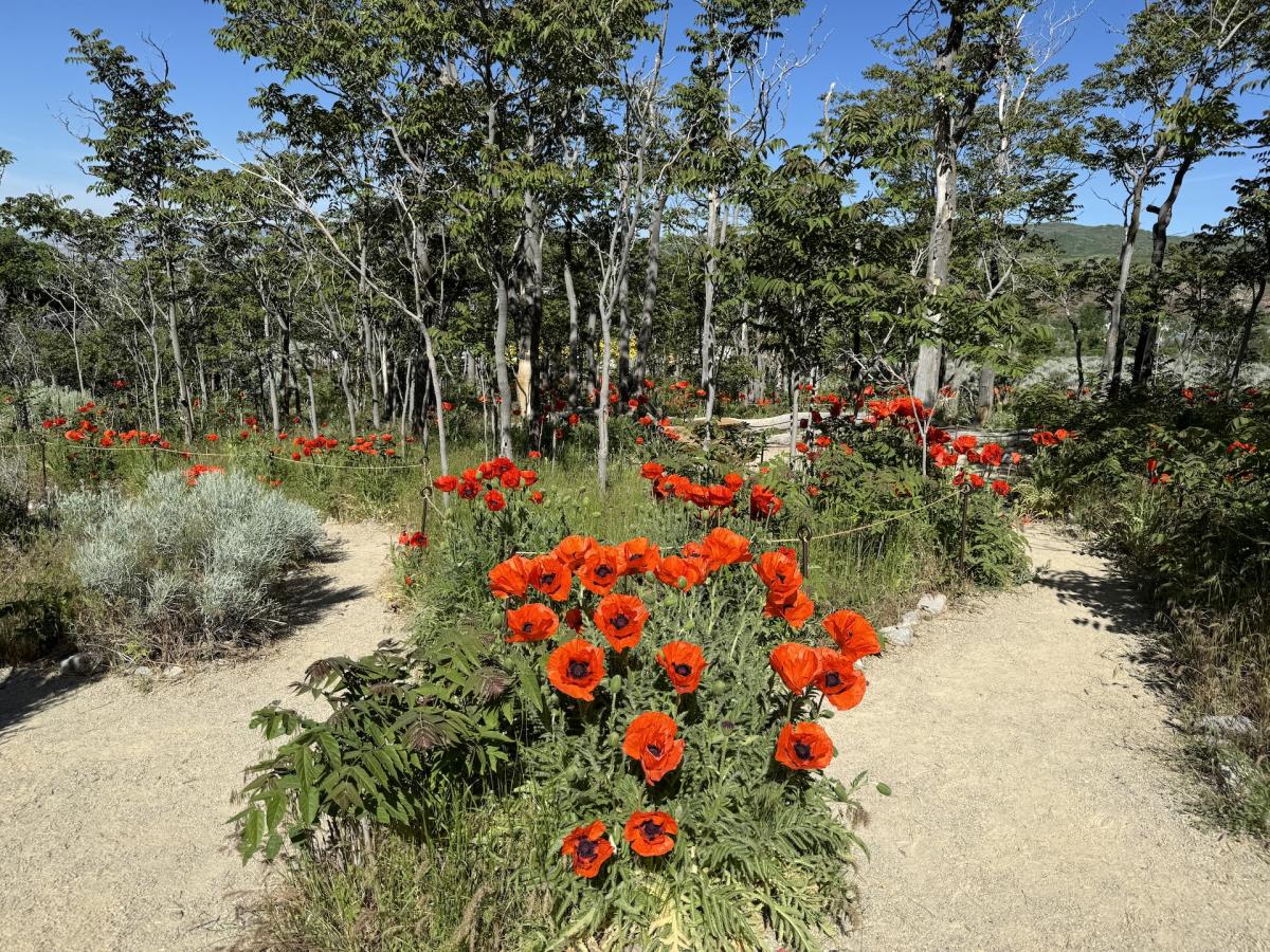 Alpine Poppies