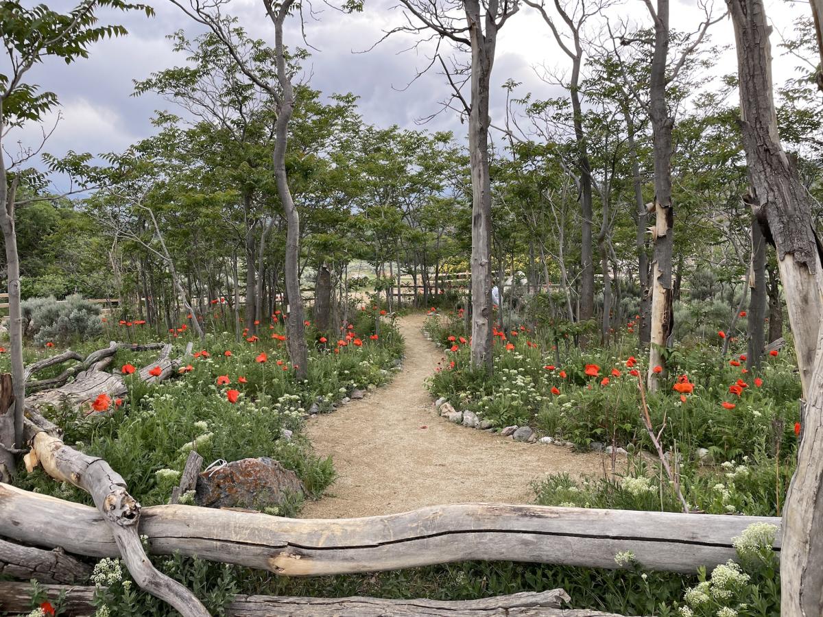 Alpine Poppies