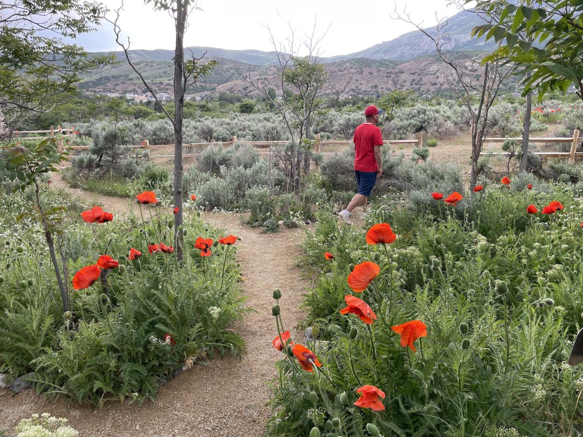 Alpine Poppies