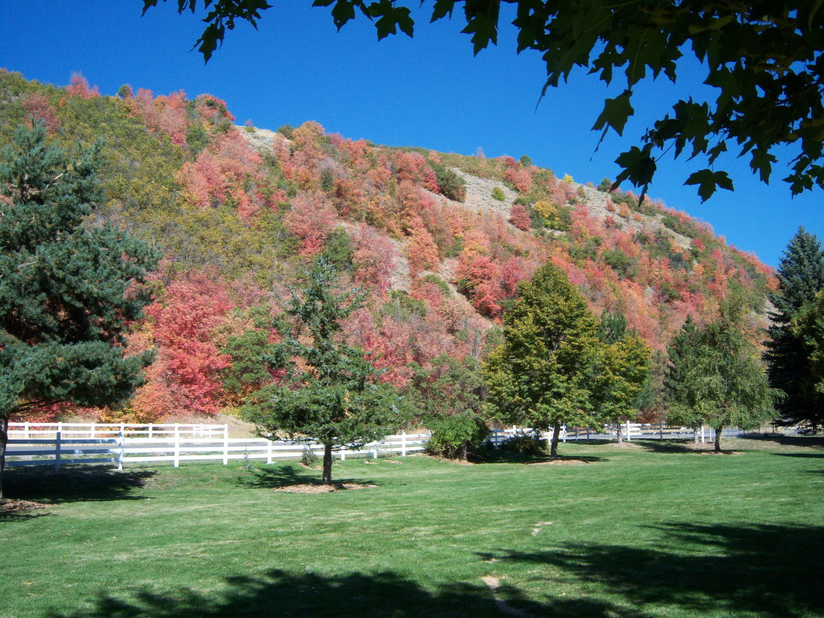 Jolley's Ranch