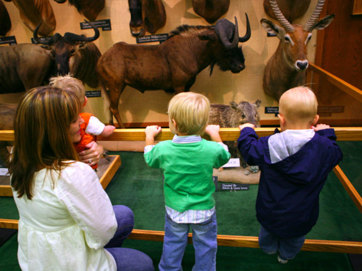 Where to Take Your Toddler in Utah Valley - Animal Museum