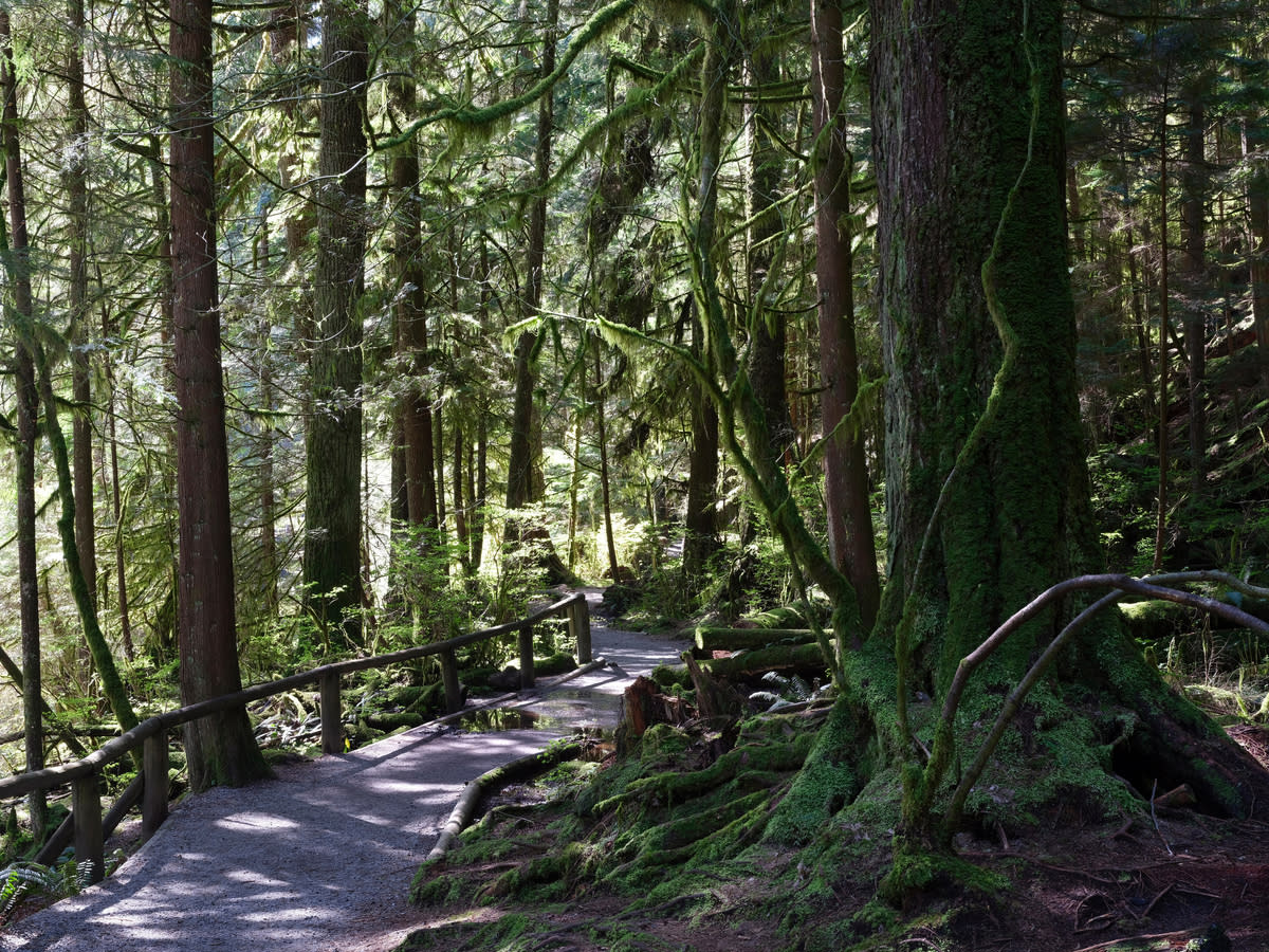 Forest trail North Vancouver