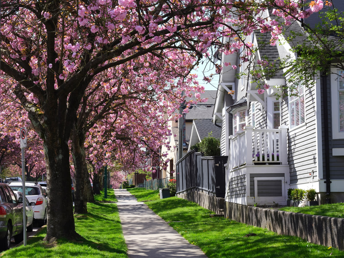 Cherry blossoms in a Vancouver neighbourhood