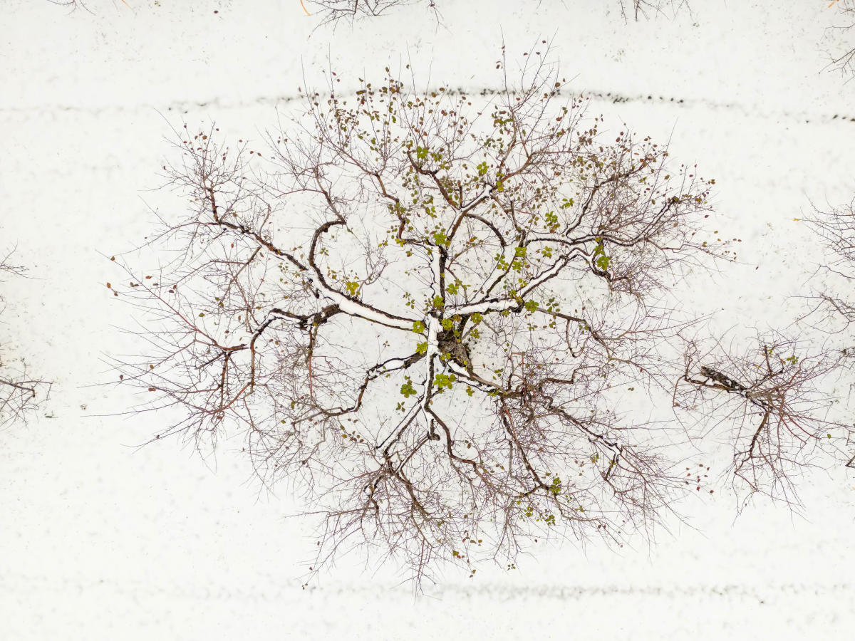 Aerial photo of a solitary tree after the first snowfall of the year