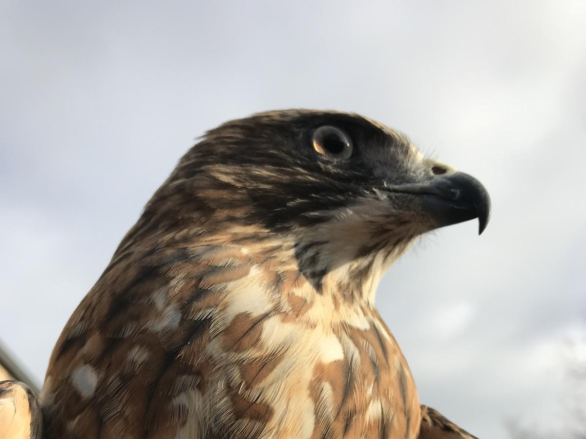 John James Audubon Center Falcon