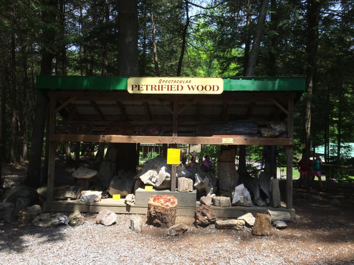 Petrified Wood at Natural Stone Bridge & Caves