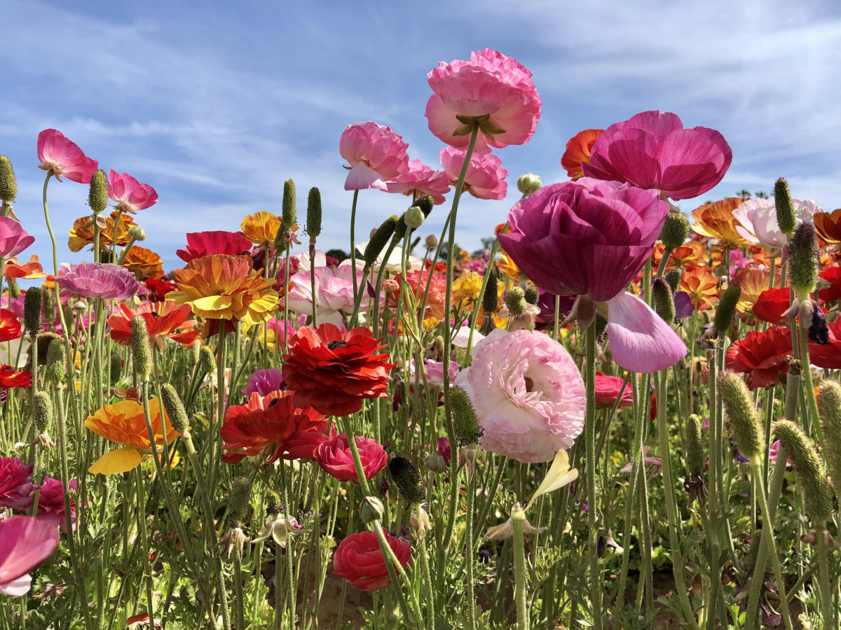 Carlsbad flowers