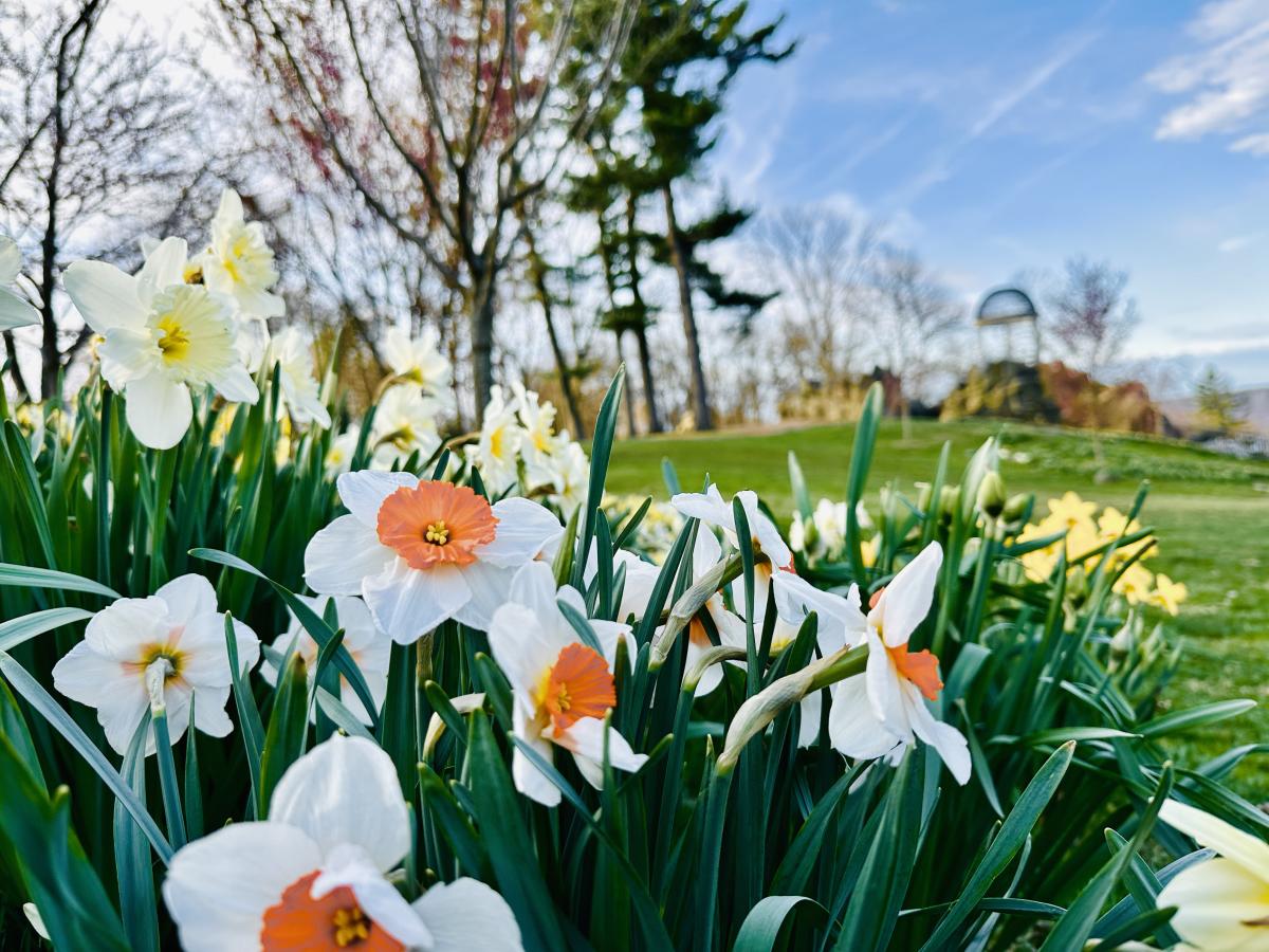 Untermyer Spring Flowers
