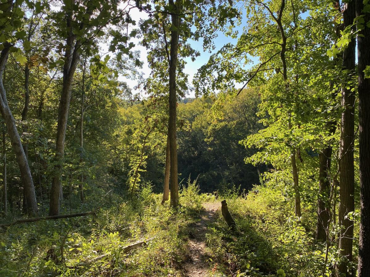Martell Forest