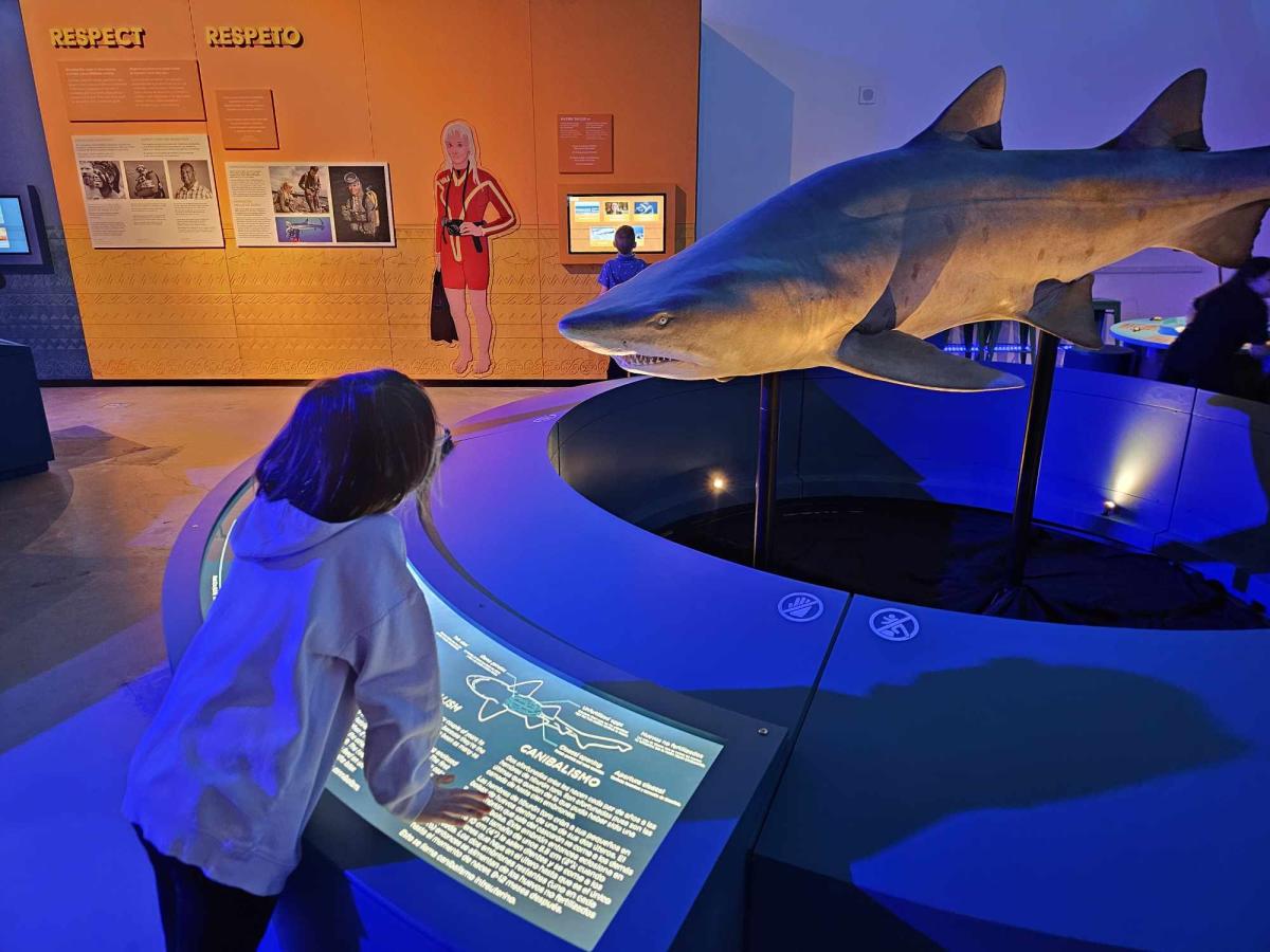 A girl looks at a life-sized model of a shark at Exploration Place