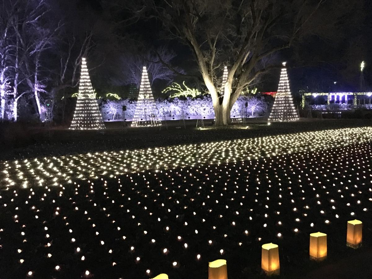 Lights line the ground near lit Christmas trees at Illuminations at Botanica Wichita