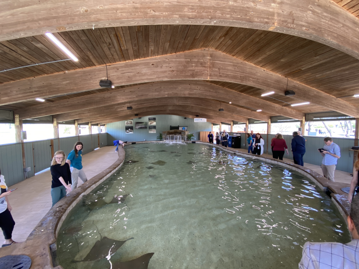 Stingrays swim in the water at Stingray Cove at Sedgwick County Zoo