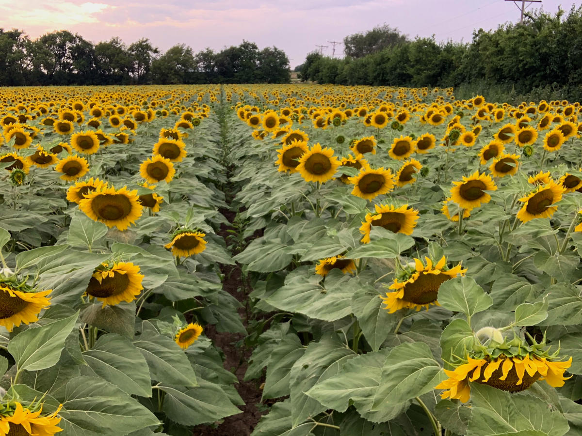 B. Realty's Sunflower Field