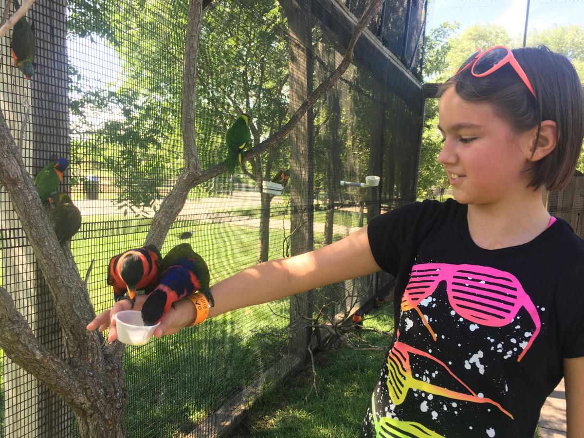 A bird perches on a young girl's arm to eat from her hand at Tanganyika Wildlife Park