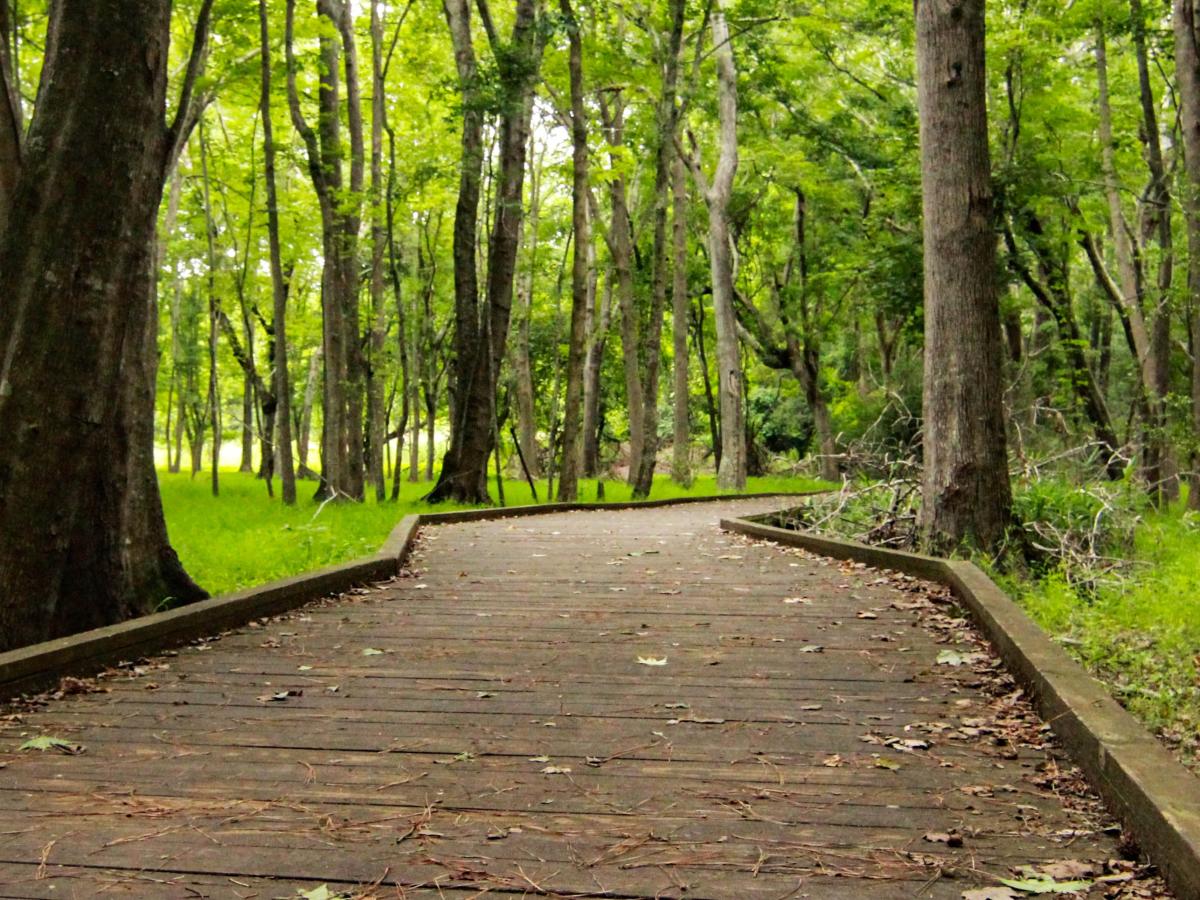 Carolina Beach State Park Trail
