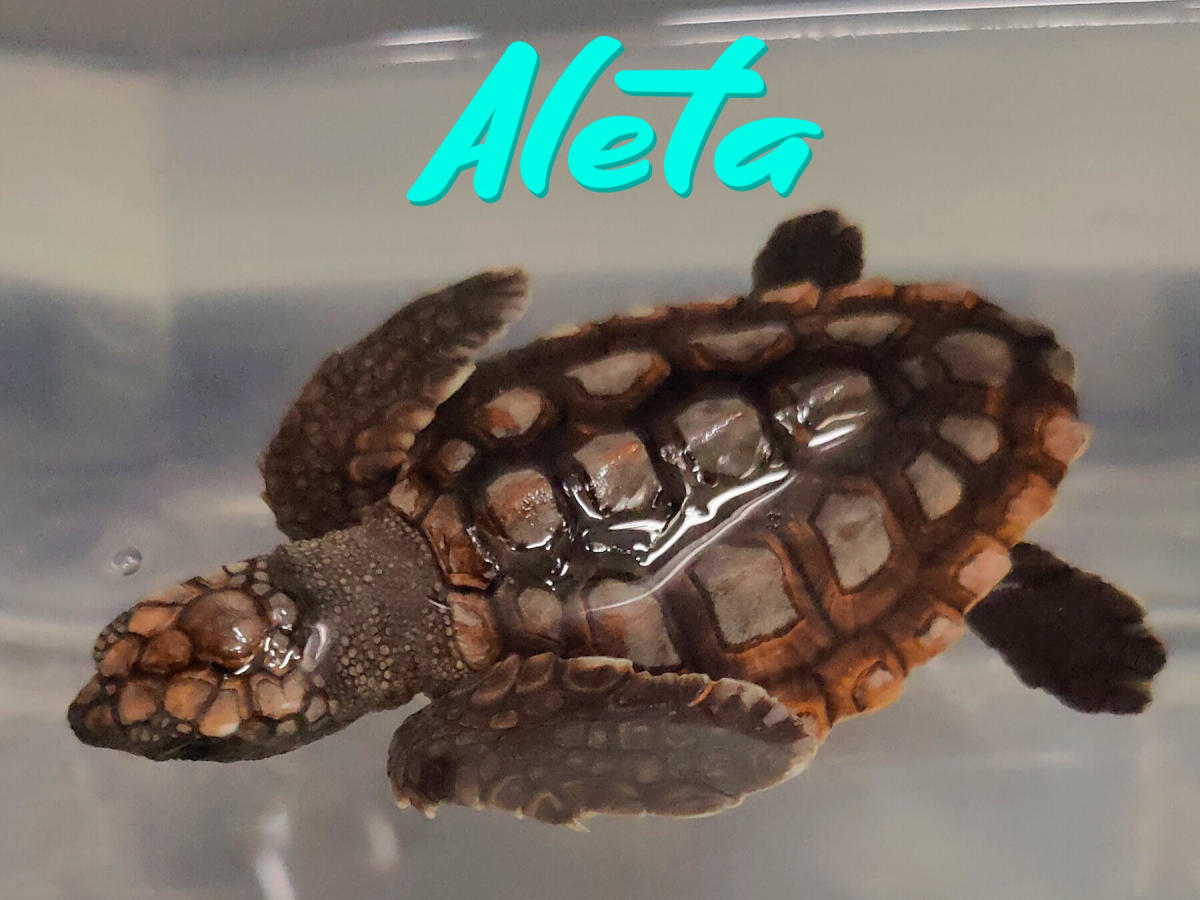 Aleta, the Loggerhead sea turtle hatchling ambassador at the Aquarium