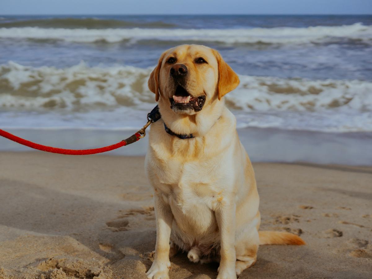 Dog at Fort Fisher State Recreation Area