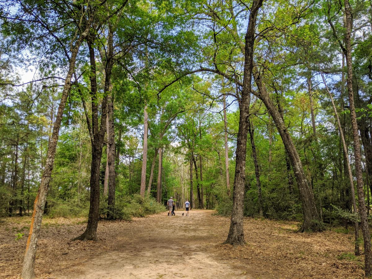 Walking in The Woodlands