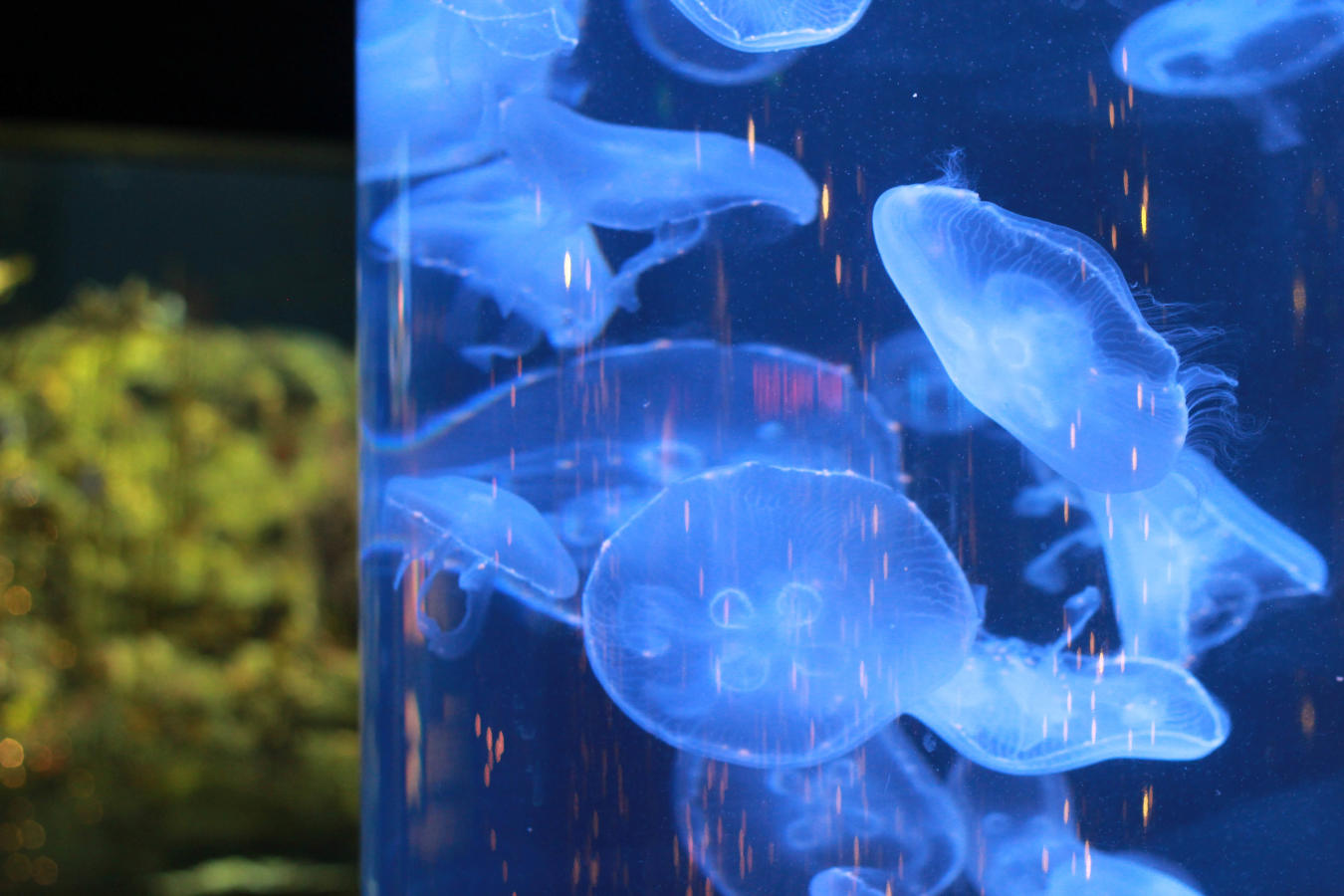 Aquarium Jelly Fish