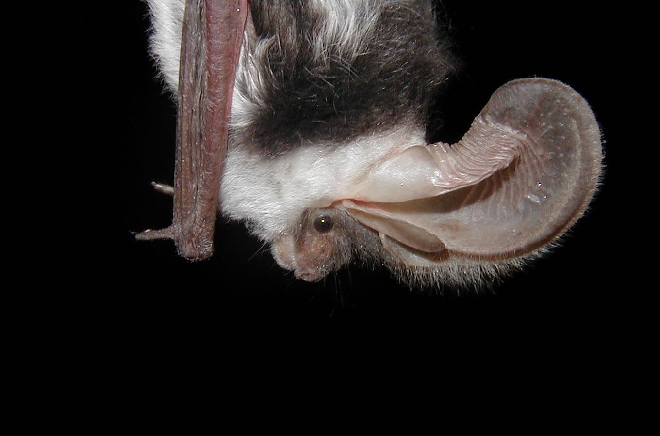 Creatures of the Night Fascinating World of Bats