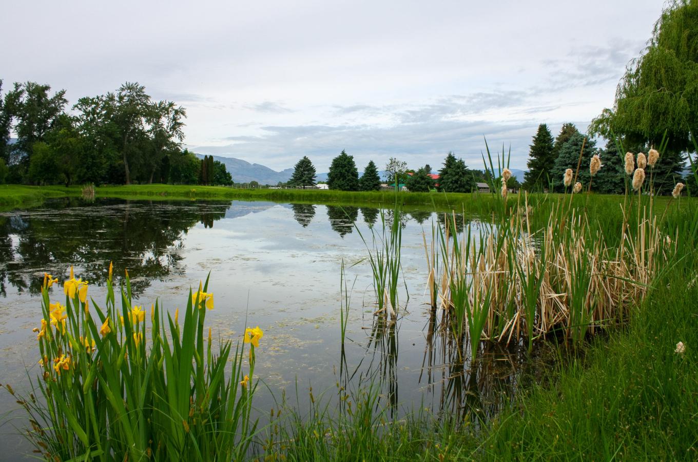 Mission Creek Golf Course Image 3