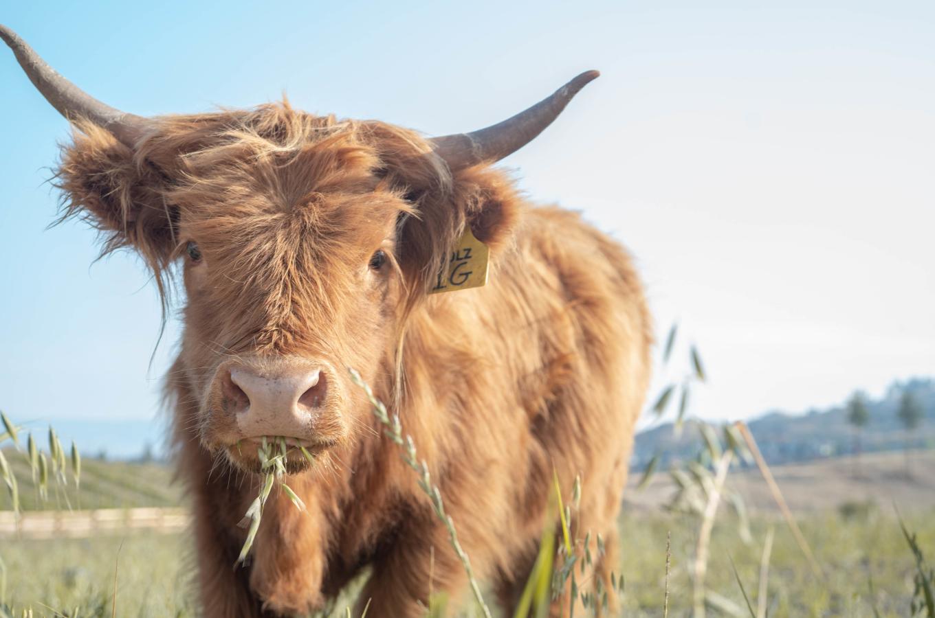 CedarCreek Organics Cow