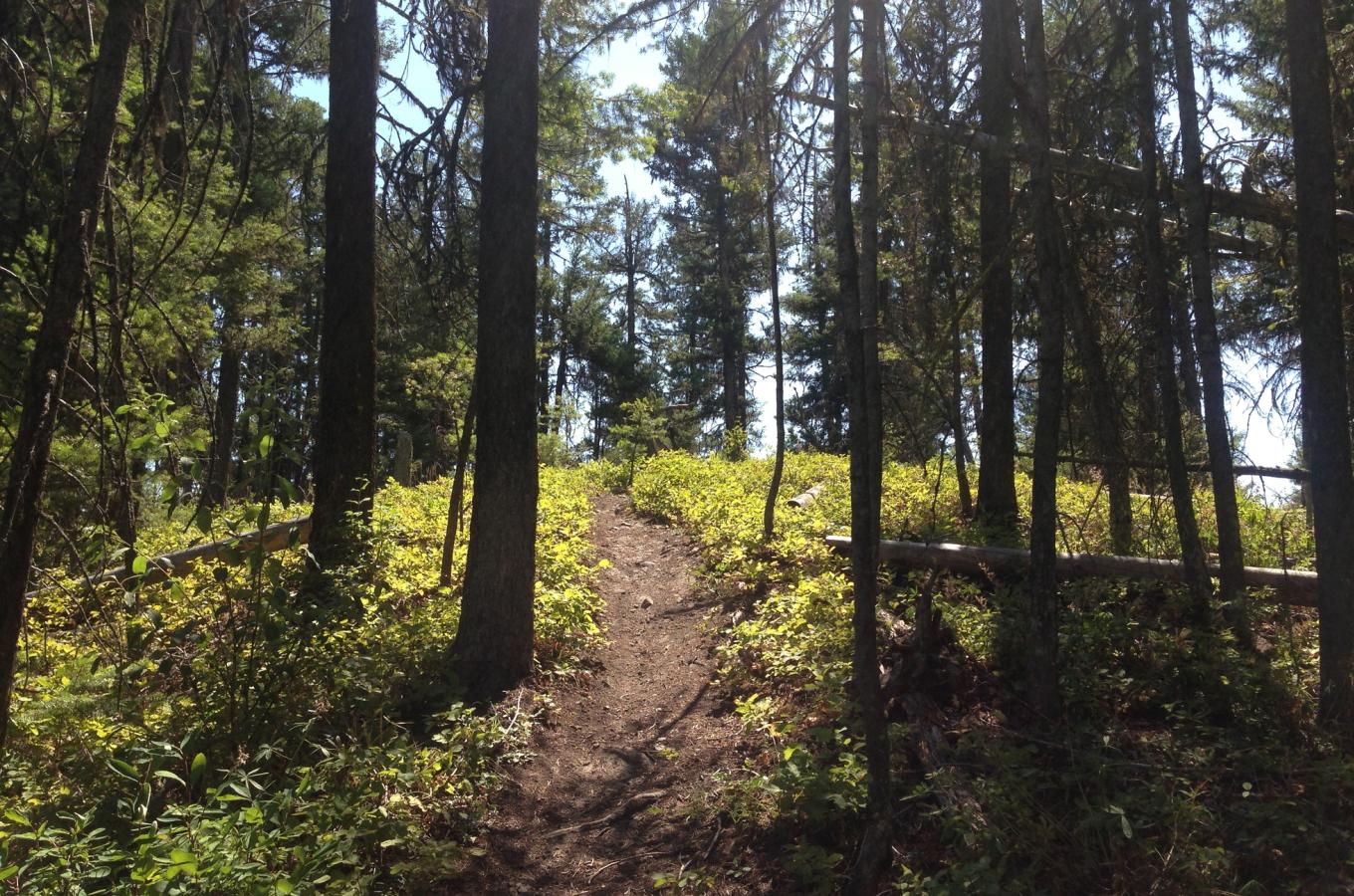 Smith Creek Trails