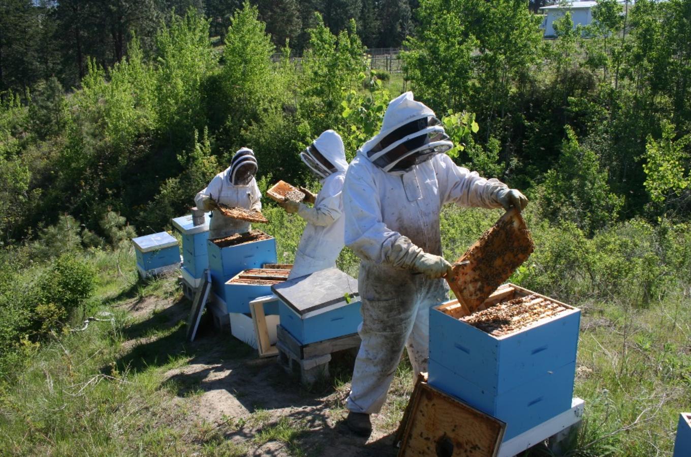 Vineyard Hives