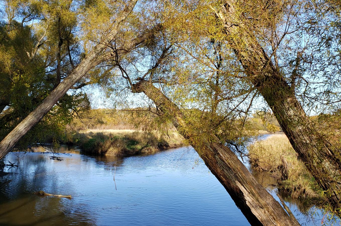 DesPlaines River from Hackbarth Trail