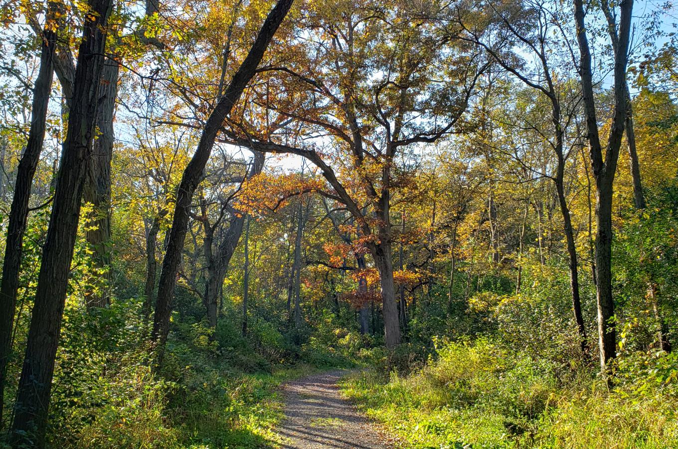 Hackbarth Trail in fall