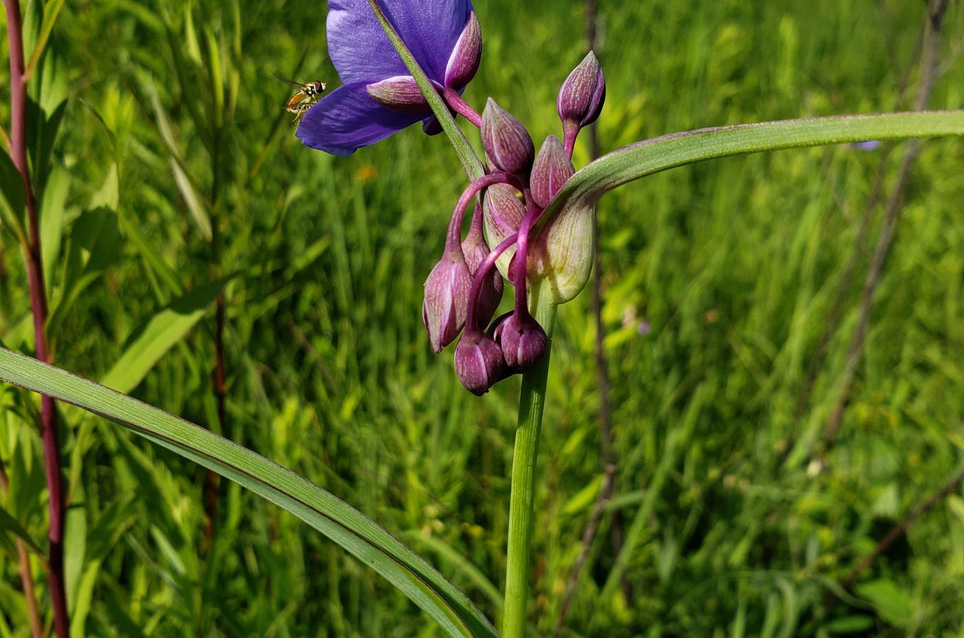 Chiwaukee Prairie