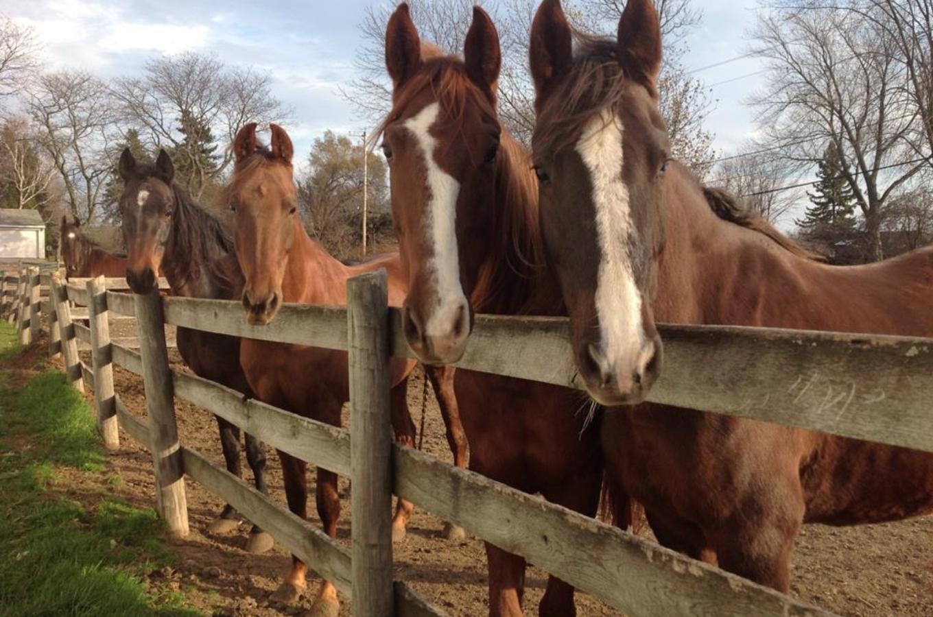 Horses of Applewood Farms