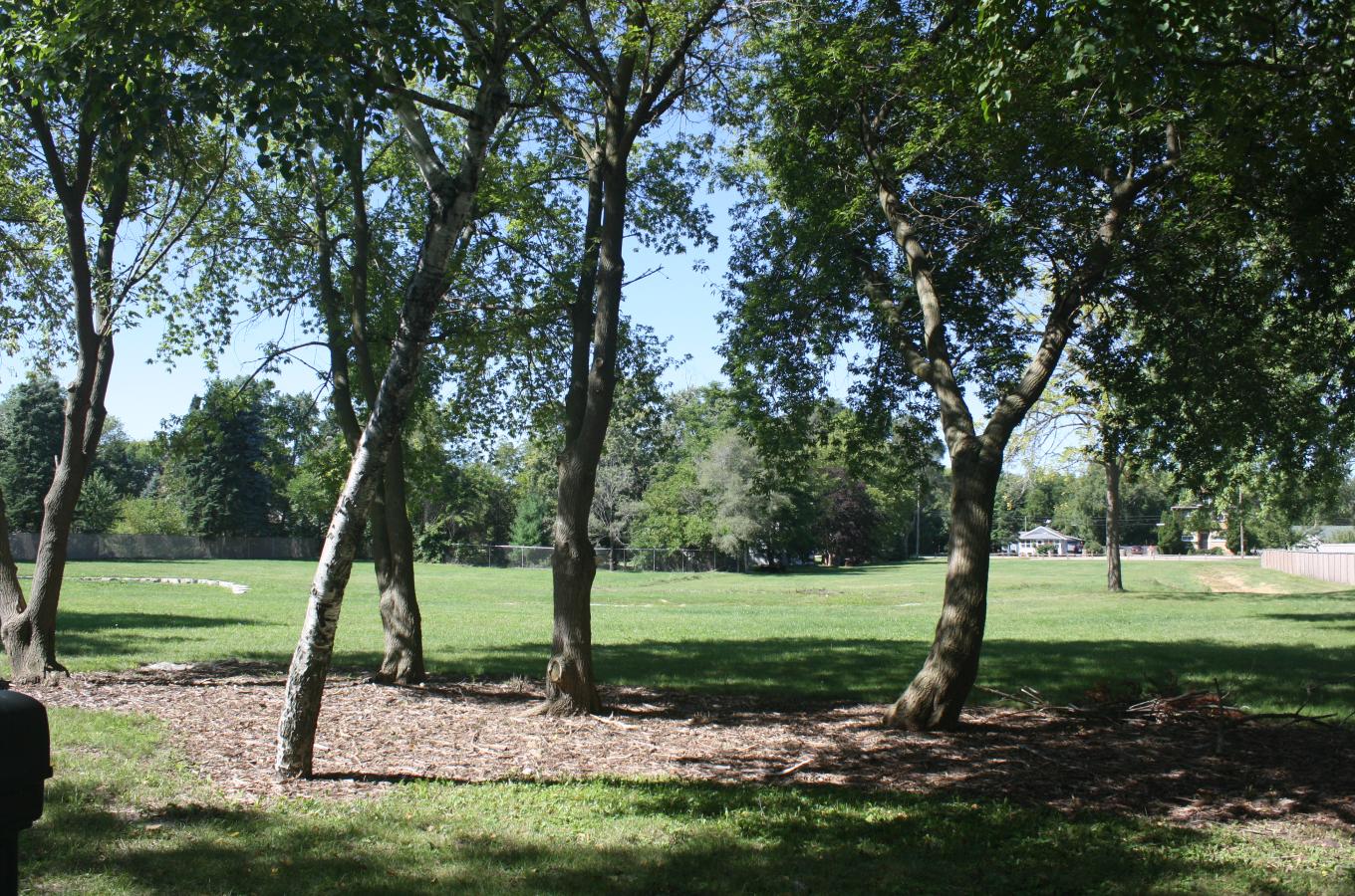 Brookside Gardens Park Trees V Pic_5832