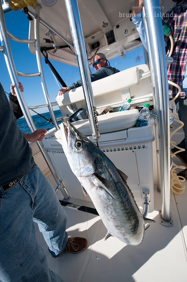 A king mackerel is brought onto a boat after being caught