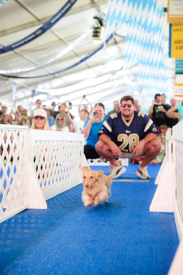 Doggy Dash