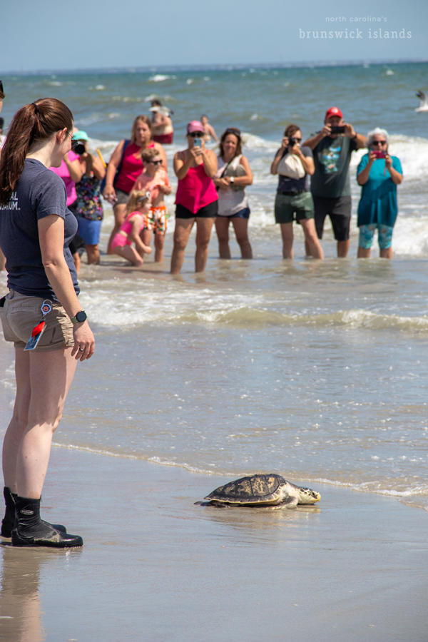 a national aquarium staff member oversees the release of a kemps ridley turtle