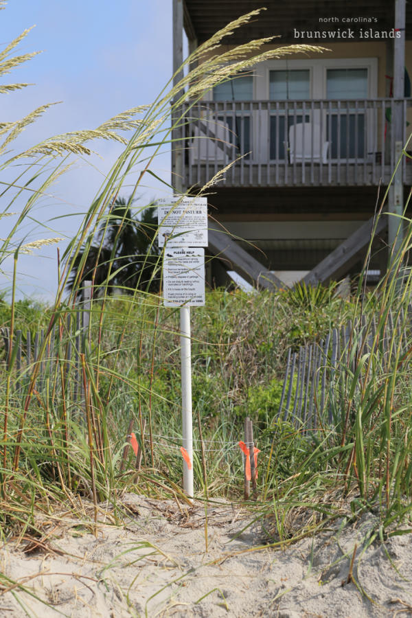 a white post identifying a sea turtle nest in the sand dunes