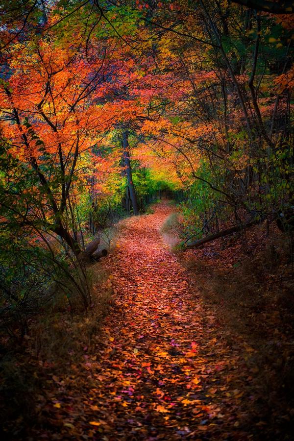 Fall Foliage on display at Durand Eastman Park