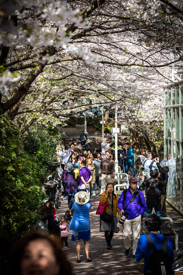 Cherry blossoms at Burrard Station