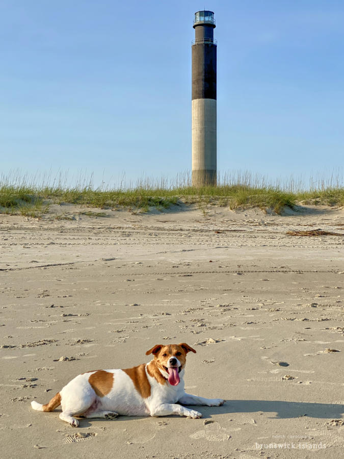 dog laying on the beach in front of oak island lighthouse