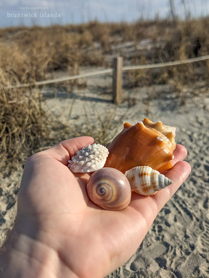 a hand holding a jewel box shell, a moon snail shell, a nutmeg, and a Florida fighting conch