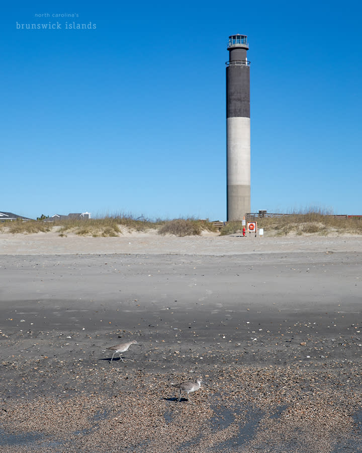 two small shorebirds walking along the beach with a view of the Oak Island Lighthouse in the background